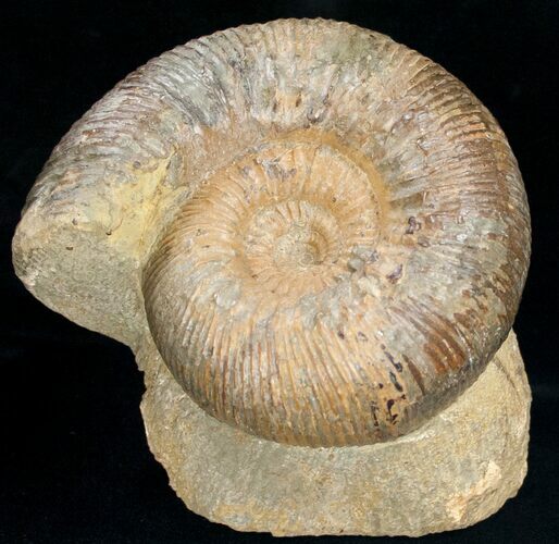 Well Preserved Stephanoceras Ammonite #11490